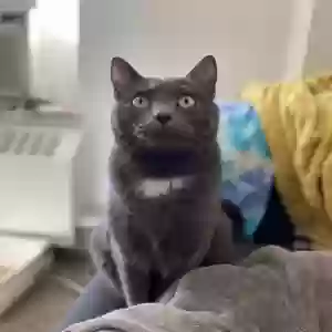 lost male cat dodgson