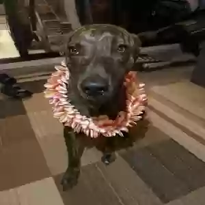 lost female dog mia