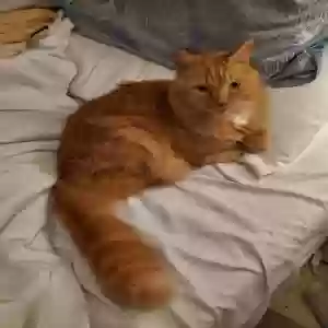lost male cat ringo