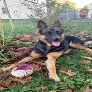lost female dog marge/margie