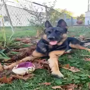 lost female dog marge/margie