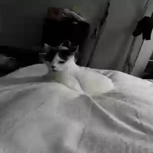 lost female cat penny