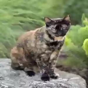 lost female cat cali