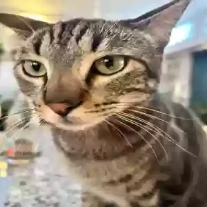 lost male cat mister cooter