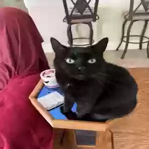 lost female cat fonzella