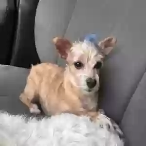 lost male dog unknown