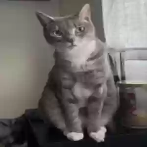 lost female cat simba