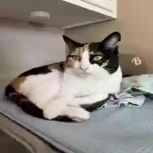 lost female cat stella