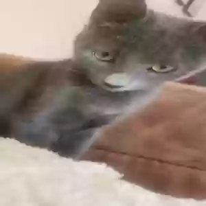 lost female cat baby kitties