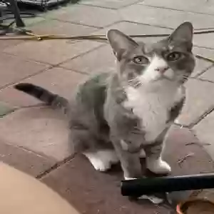 lost male cat bottas