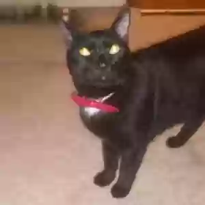 lost male cat haggen