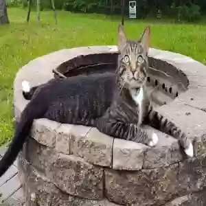 lost male cat tucker