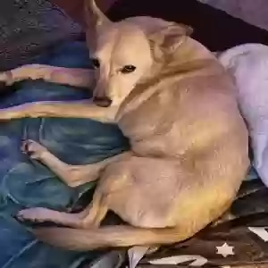 lost female dog honey
