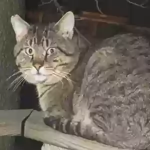 lost male cat tiger