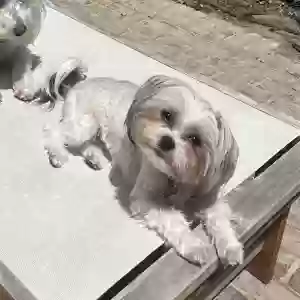 lost female dog ming