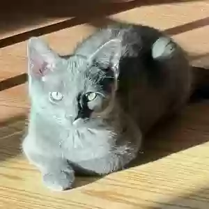 lost female cat líath