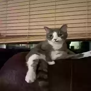 lost male cat gus