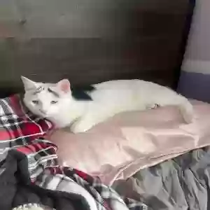 lost male cat barnabus