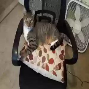 lost male cat angus