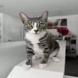 lost male cat dexter