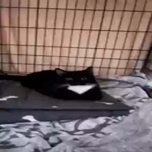 lost male cat kylo