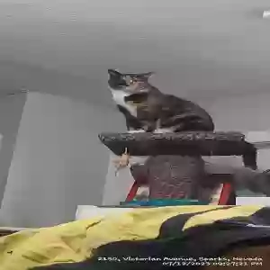 lost female cat uni provi