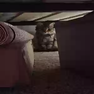 lost female cat esonica