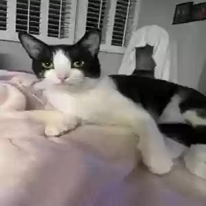 lost female cat sadie