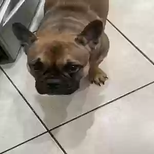 lost female dog amber