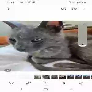 lost male cat punkin