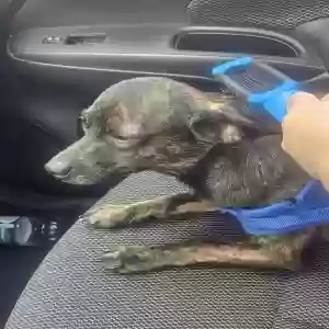 lost male dog unknown