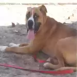 lost male dog bubba