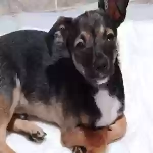 lost male dog handsome
