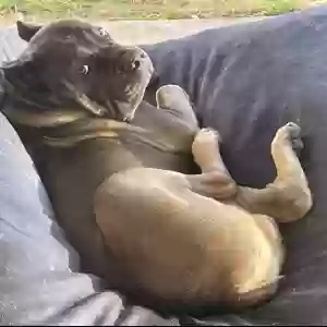 lost male dog argo