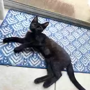 lost female cat clipsie
