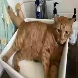 lost male cat mango