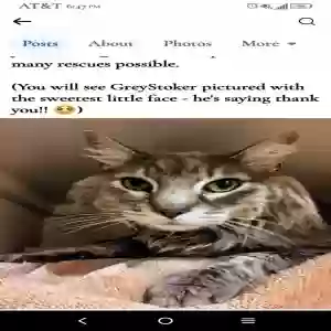 found male cat unknown
