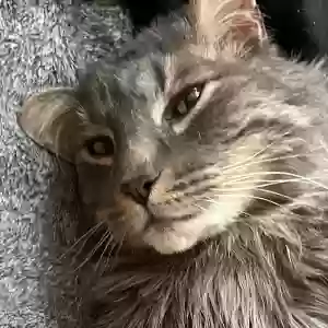 lost male cat dontea roebuck