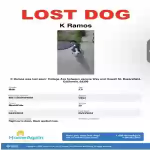 lost male dog kiler ramos