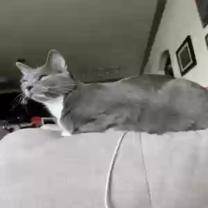 lost female cat rory