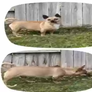 lost female dog sugey