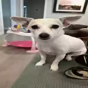 lost female dog dolly