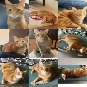 lost male cat chance
