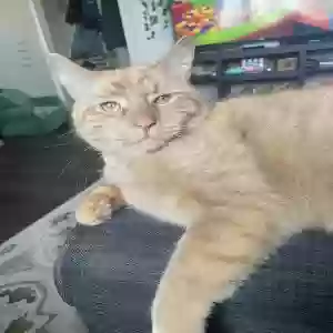 lost male cat tigger