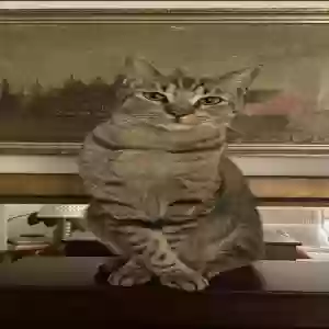 lost male cat leo
