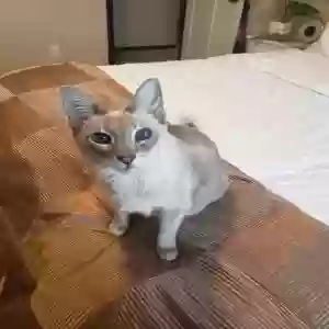 lost female cat dd