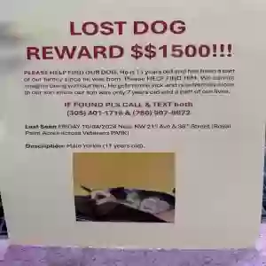lost male dog worth