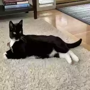 lost female cat riki