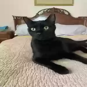 lost male cat kitkat