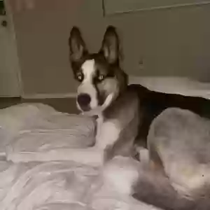 lost male dog bruno